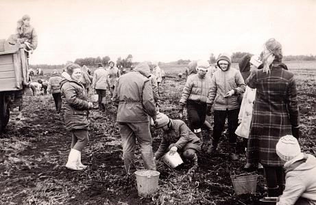 сбор урожая.jpg